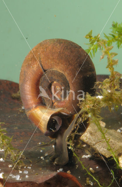 Great Ramshorn (Planorbarius corneus)