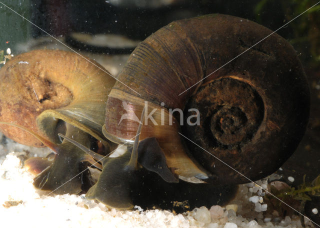 Great Ramshorn (Planorbarius corneus)