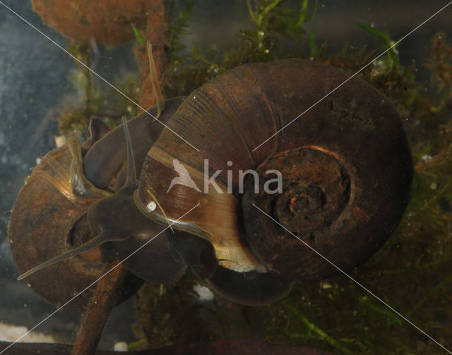 Posthorenslak (Planorbarius corneus)