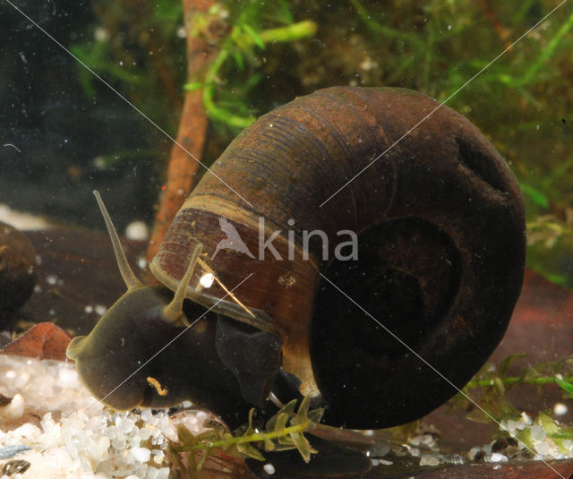 Great Ramshorn (Planorbarius corneus)