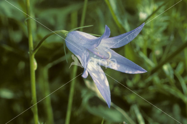 Rampion Bellflower (Campanula rapunculus)