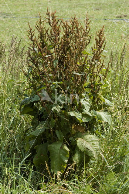 Ridderzuring (Rumex obtusifolius)