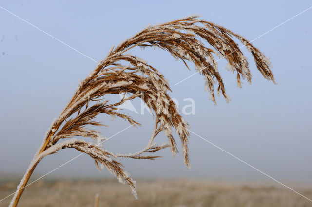 Common Reed (Phragmites australis)