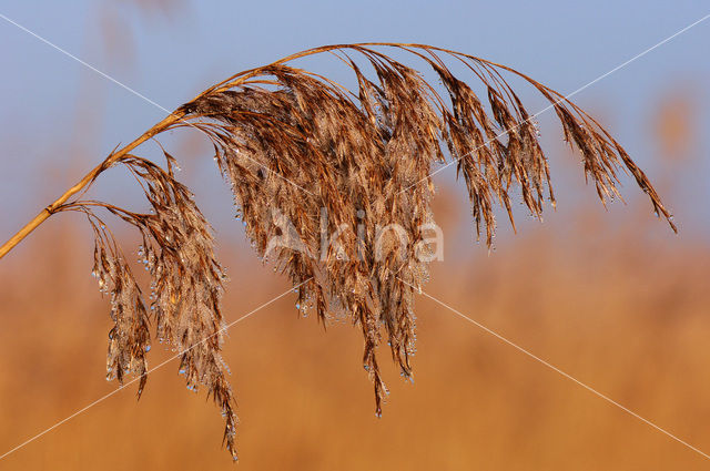 Riet (Phragmites australis)