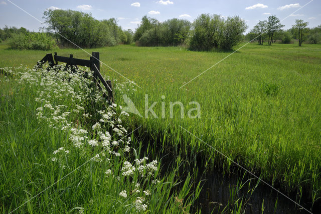 Common Reed (Phragmites australis)