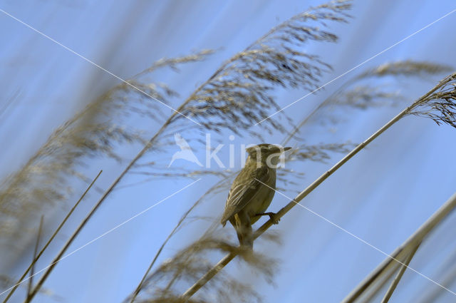 Sedge Warbler (Acrocephalus schoenobaenus)