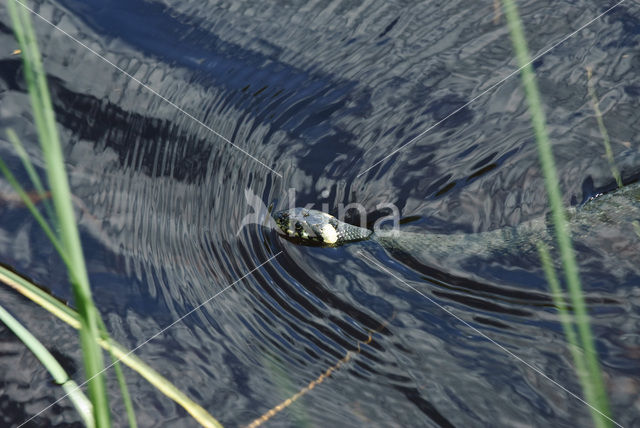 Ringslang (Natrix natrix)