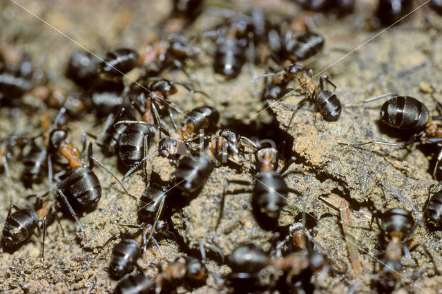 Rode bosmier (Formica sp.)