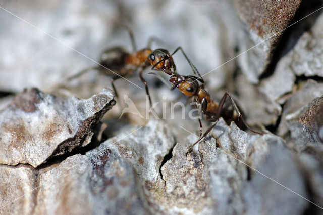 Rode bosmier (Formica sp.)