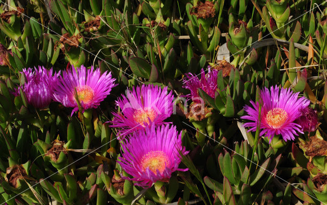 Rode hottentotvijg (Carpobrotus acinaciformis)