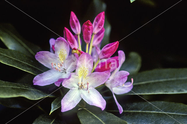 Rhododendron spec.