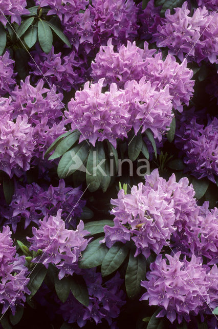 Rhododendron spec.