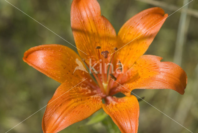 Orange Lily (Lilium bulbiferum subsp.croceum)