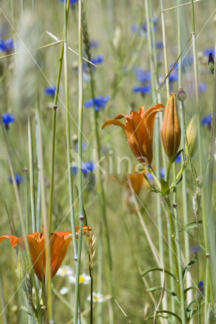 Roggelelie (Lilium bulbiferum subsp.croceum)