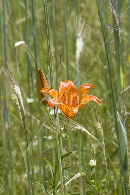 Orange Lily (Lilium bulbiferum subsp.croceum)