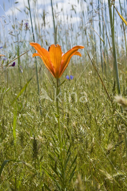 Roggelelie (Lilium bulbiferum subsp.croceum)