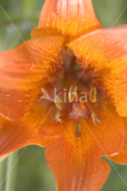 Orange Lily (Lilium bulbiferum subsp.croceum)
