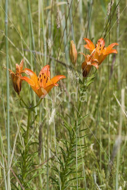 Orange Lily (Lilium bulbiferum subsp.croceum)