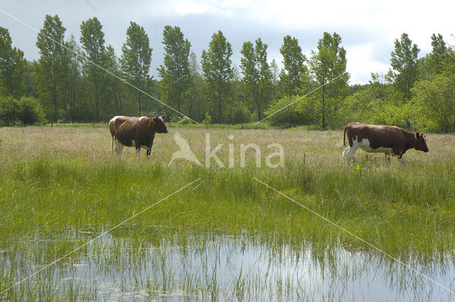 Roodbonte MRIJ Koe (Bos domesticus)