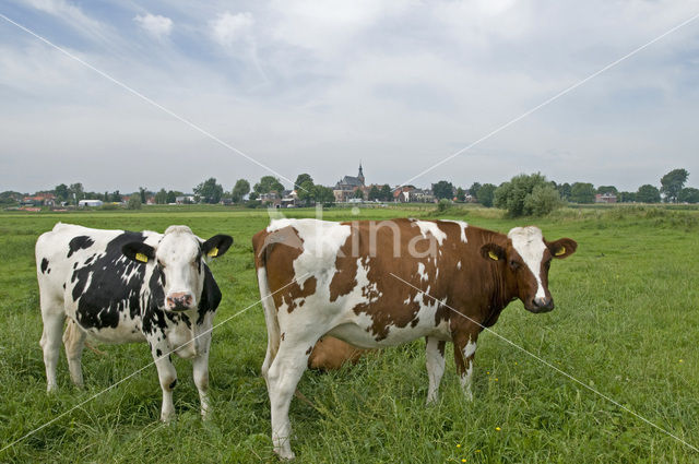 red-and-white Cow (Bos domesticus)