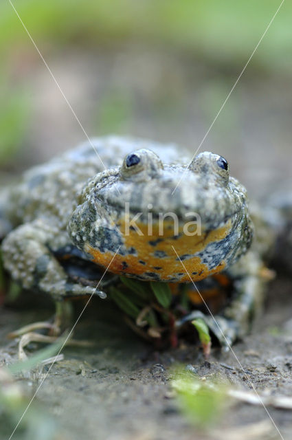 Fire bellied toad (Bombina bombina)