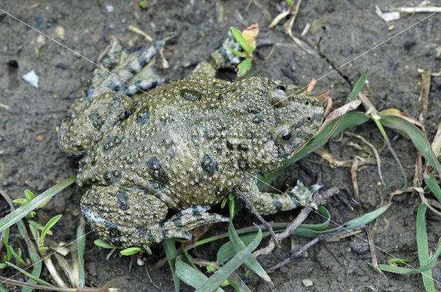 Fire bellied toad (Bombina bombina)