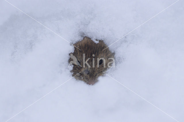 Bank Vole (Clethrionomys glareolus)