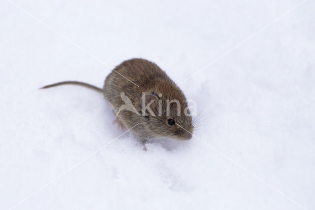 Bank Vole (Clethrionomys glareolus)