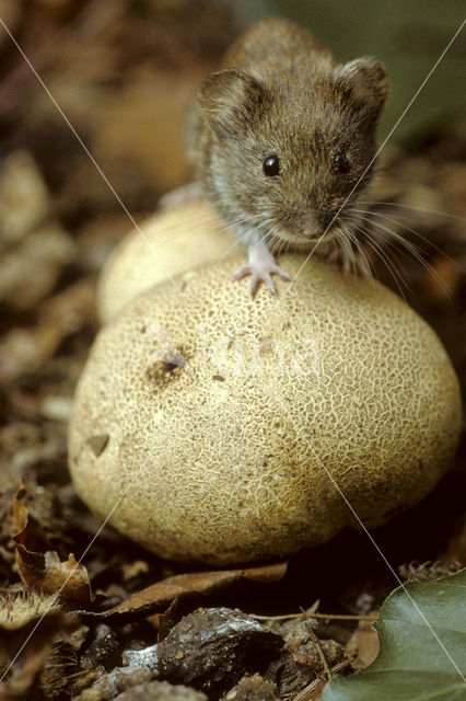 Bank Vole (Clethrionomys glareolus)