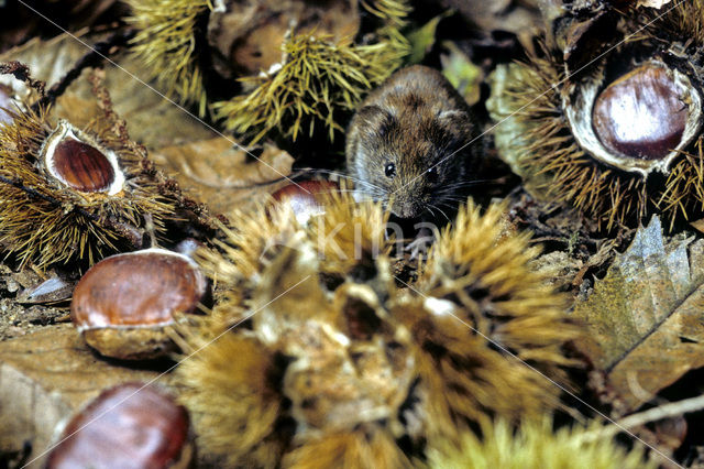 Rosse woelmuis (Clethrionomys glareolus)