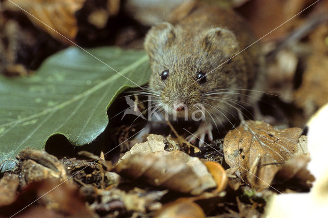 Bank Vole (Clethrionomys glareolus)