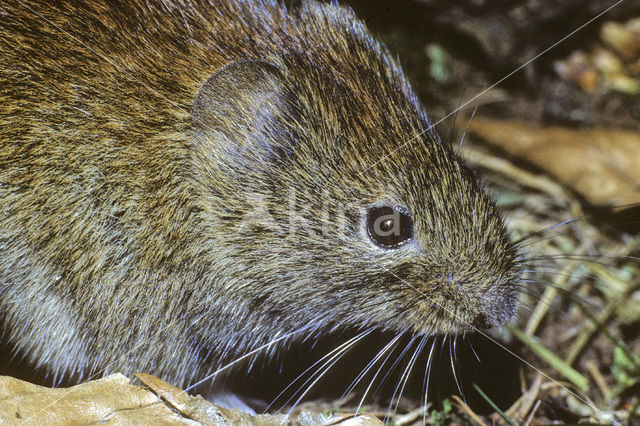 Rosse woelmuis (Clethrionomys glareolus)