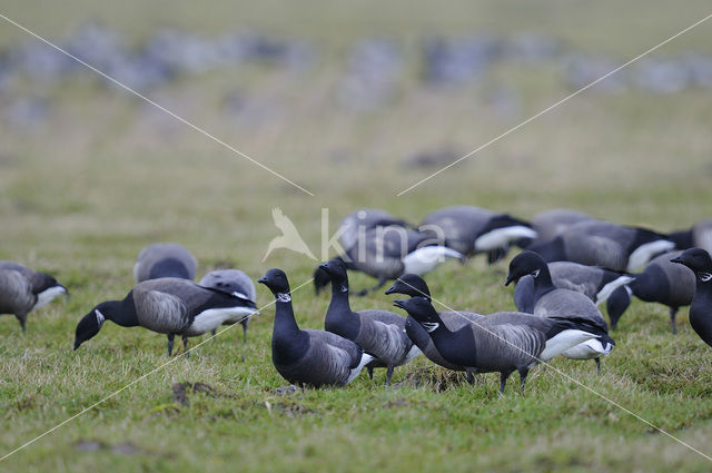 Rotgans (Branta bernicla)