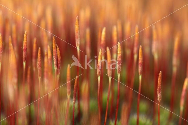 Bristly Haircap (Polytrichum piliferum)