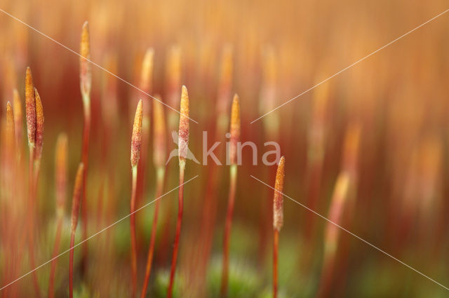 Ruig haarmos (Polytrichum piliferum)