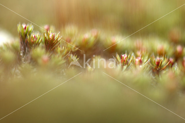 Bristly Haircap (Polytrichum piliferum)