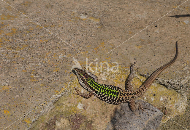 ltalian Wall Lizard (Podarcis siculus)