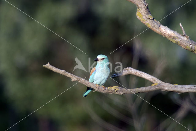 European Roller (Coracias garrulus)