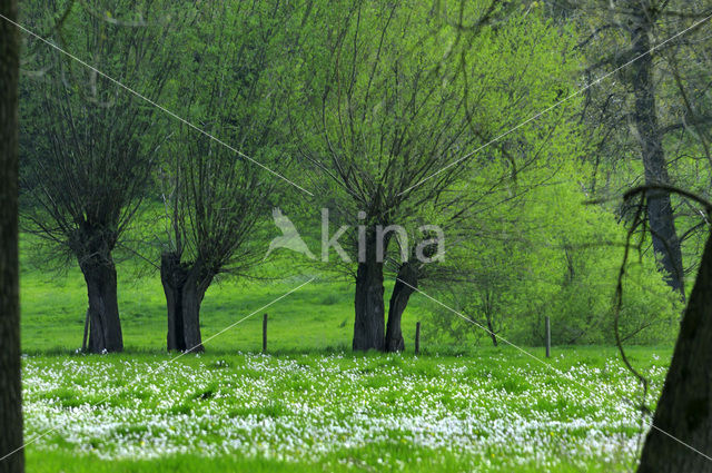 Schietwilg (Salix alba)