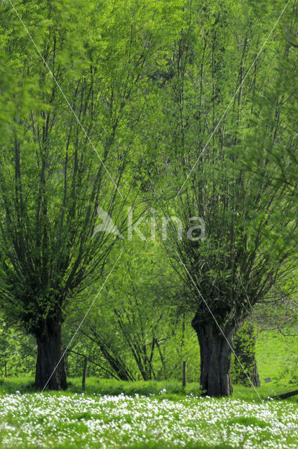 Schietwilg (Salix alba)