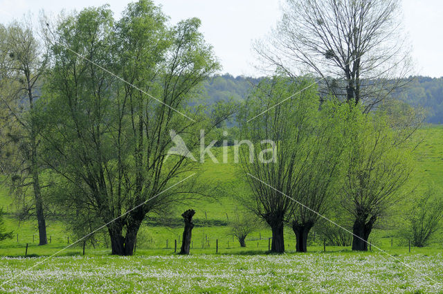 Schietwilg (Salix alba)