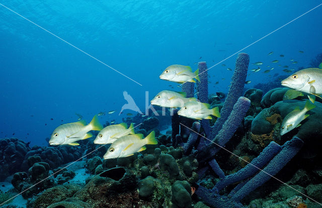 Schoolmaster Snapper (Lutjanus apodus)