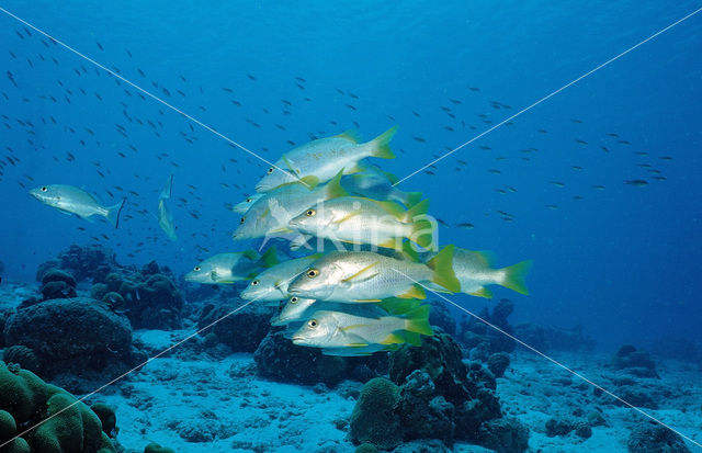 Schoolmeester Snapper (Lutjanus apodus)