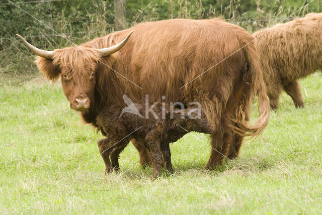 Highland Cow (Bos domesticus)