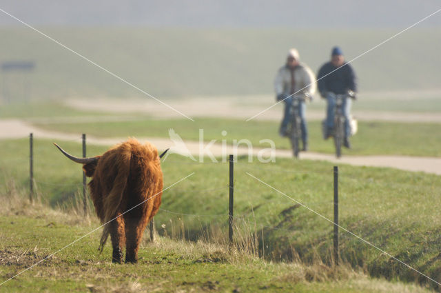 Highland Cow (Bos domesticus)