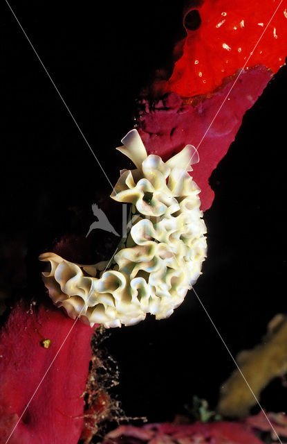 Lettuce sea slug (Tridachia crispata)