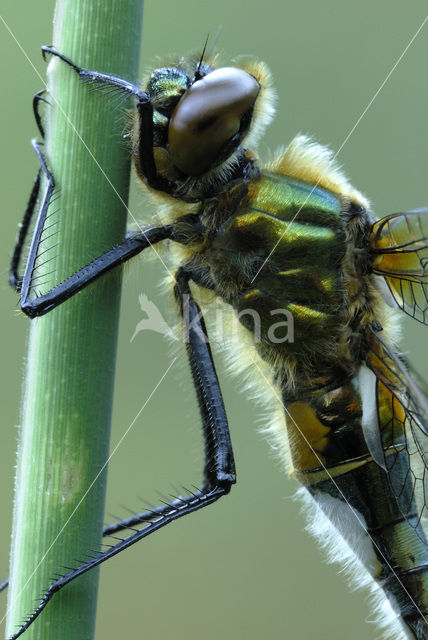 Downy Emerald (Cordulia aenea)