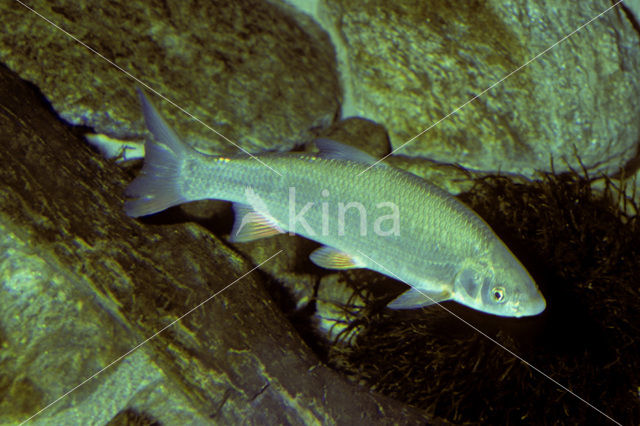 Nose Carp (Chondrostoma nasus)