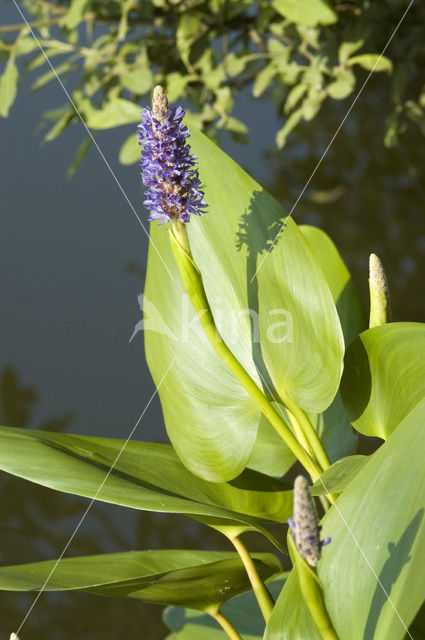 Pickerel weed (Pontederia cordata)