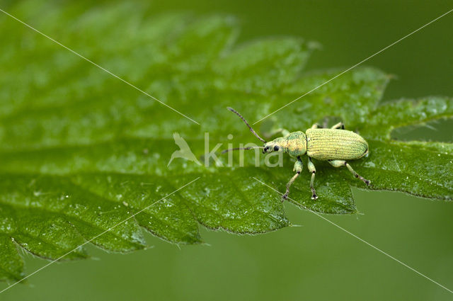 Scarab Beetle